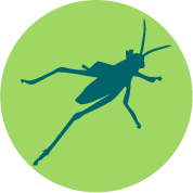 Grasshopper